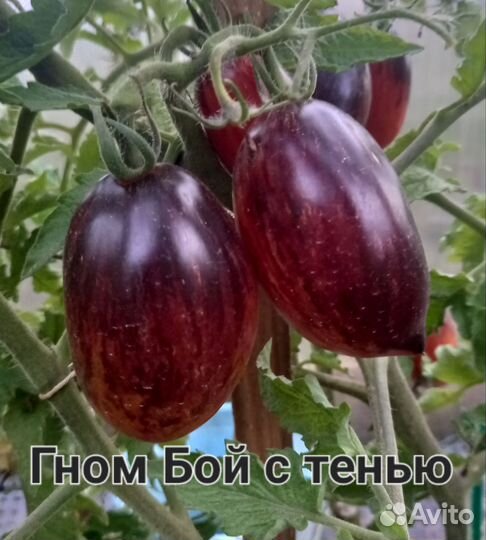 Семена сортовых коллекционных томатов
