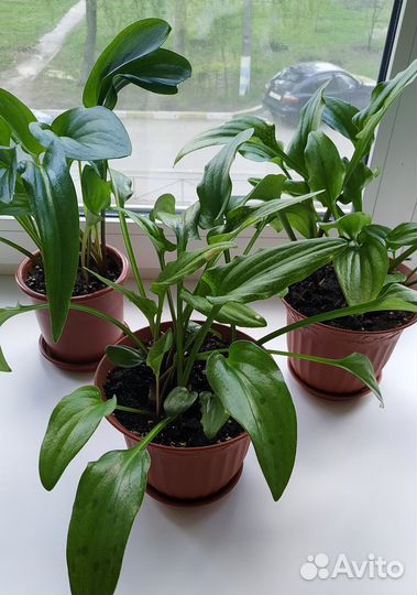 Дримиопсис