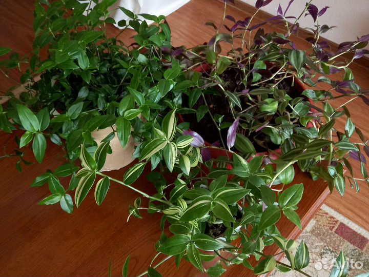 Традесканция разная