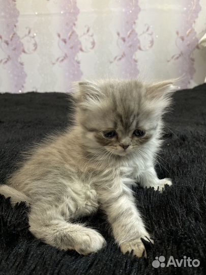Шотландская