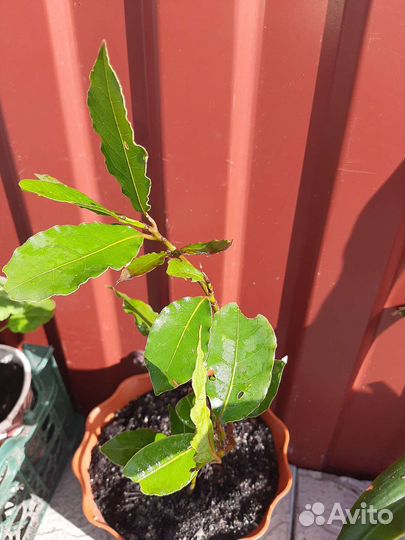 Лавровый лист деревце и семена лавра Благородного