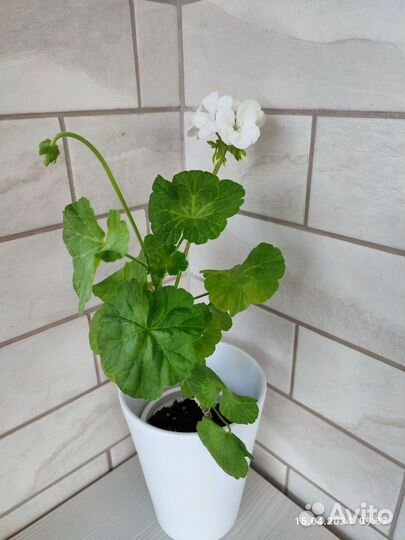 Пеларгония герань