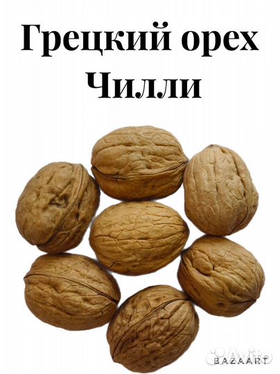 Орех грецкий