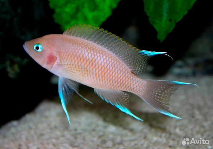 Аквариумное хозяйство и рыбки