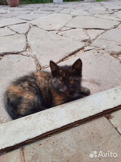 Чёрные котята