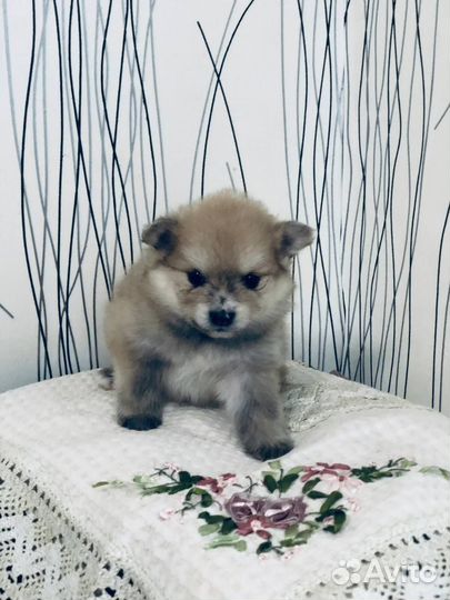 Щенки шпица