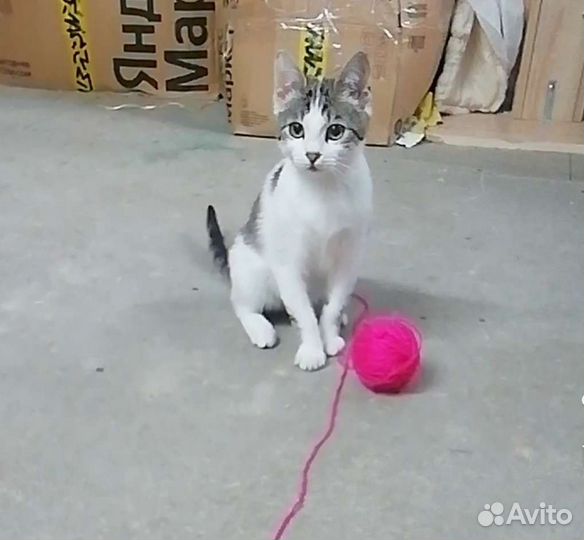 Кошка