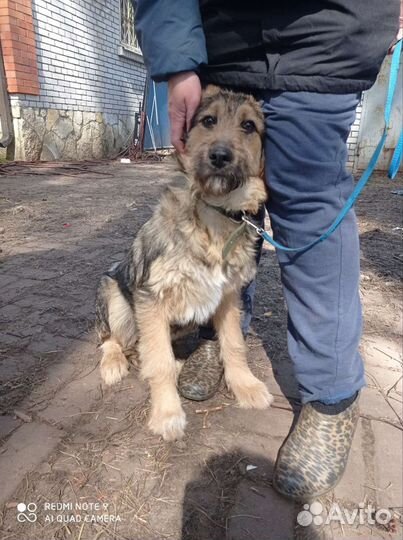 Щенок в добрые руки