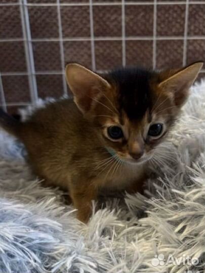 Абесинские котята