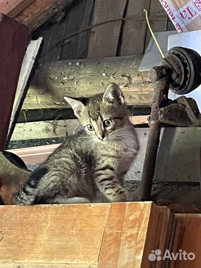 Деревенские котята