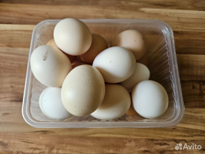 Домашние куриные яйца