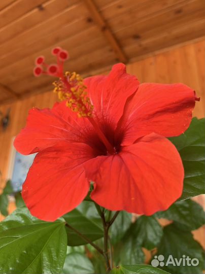 Гибискус. Китайская роза