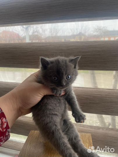 Котята