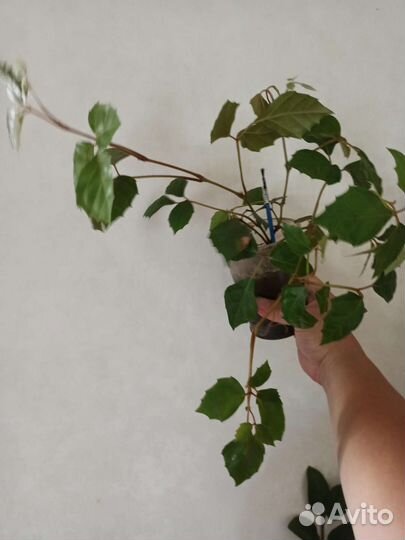 Циссус / Берёзка/ Виноград