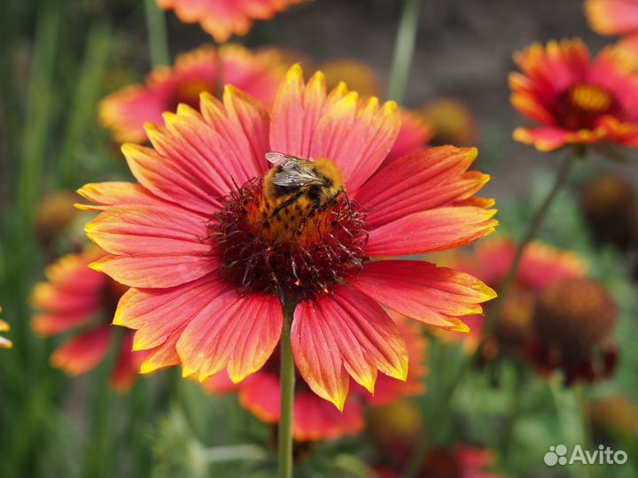 Гайлардия (также Гайлярдия, Гайярдия, Гайллардия)