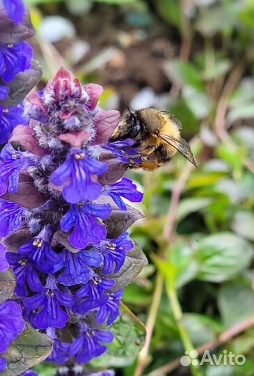 Живучка ползучая