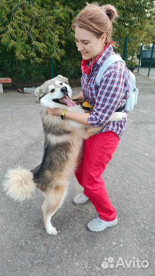 Собака в добрые руки