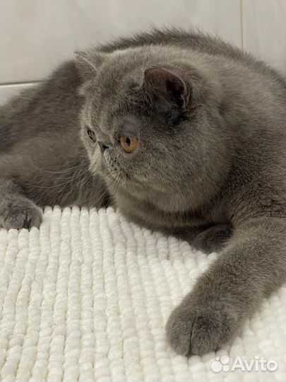 Экзотическая