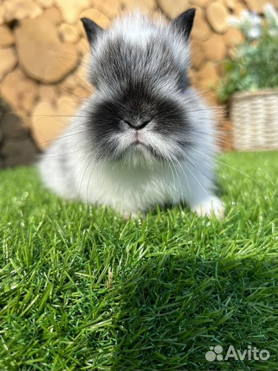 Самый большой выбор карликовых кроликов