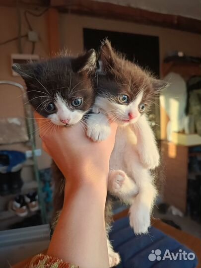 Котята в добрые руки даром