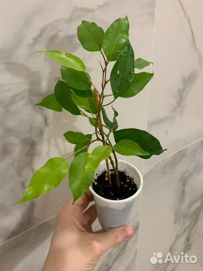 Фикус Бенджамина