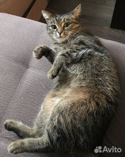 Возьмите добрые люди кошку