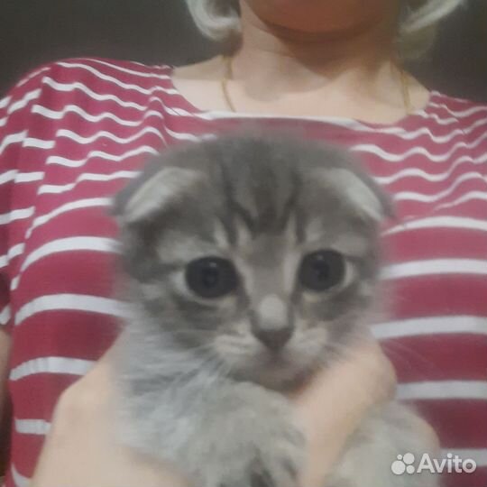 Кошечка в добрые руки бесплатно