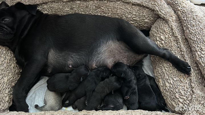 Щенки мопса