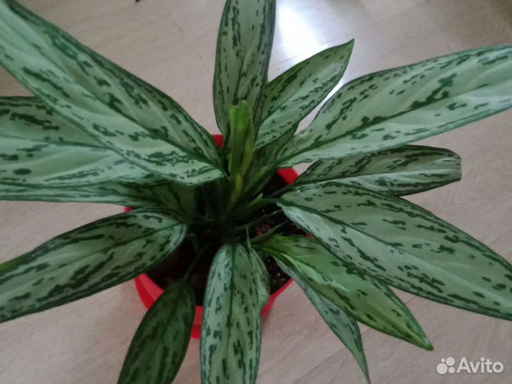 Цветы для дома