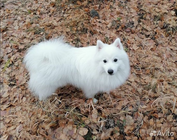 Японский шпиц вязка