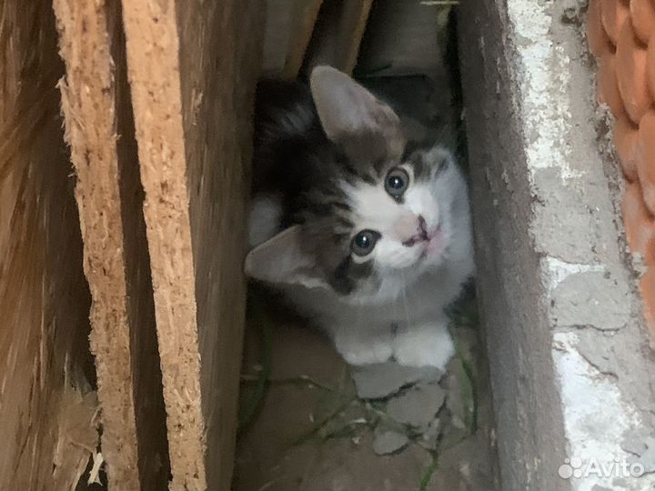 Котята в добрые руки