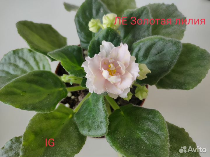 Сортовые фиалки