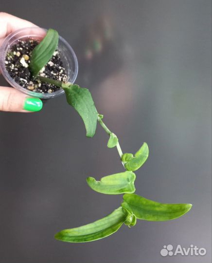 Рафидофора Tenius Green