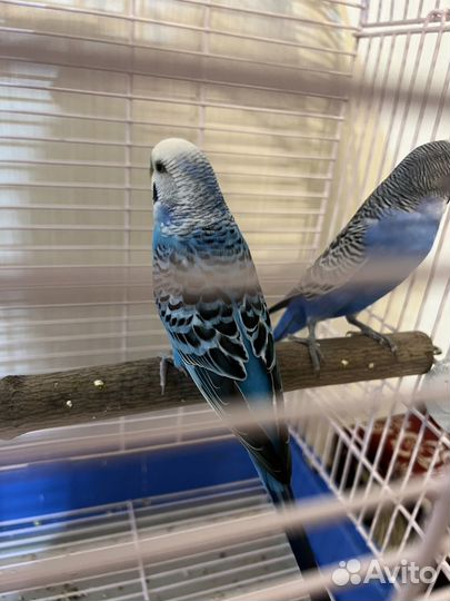 Волнистый попугай