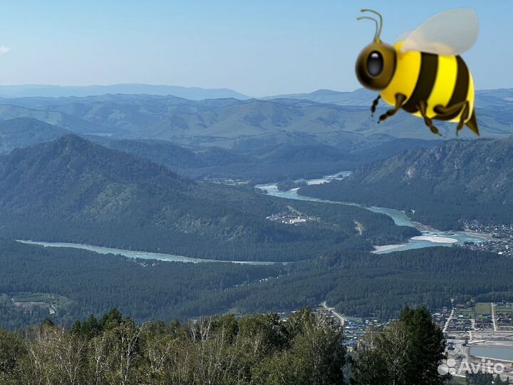 Мёд Алтайский дягель темный