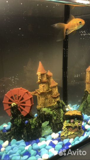 Аквариум с рыбкой