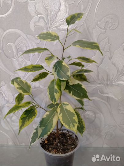 Фикус бенджамина