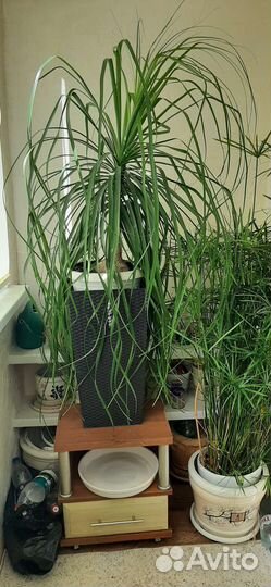 Бокарнея нолина