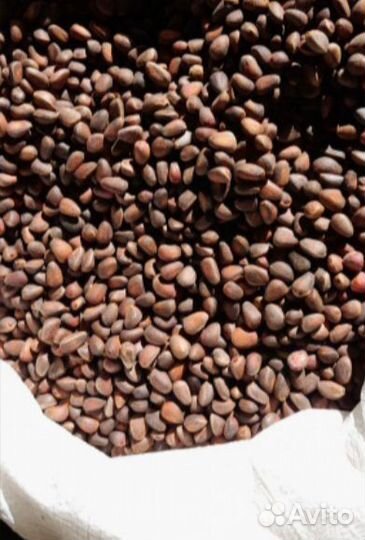 Кедровый орех