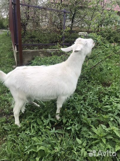 Коза зааненская