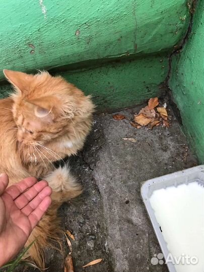 Сомалийская