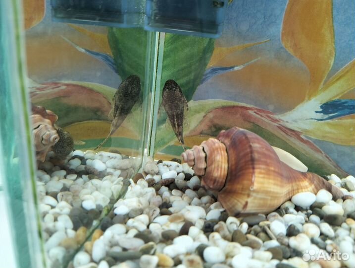 Водное царство (Аквариум с рыбками)