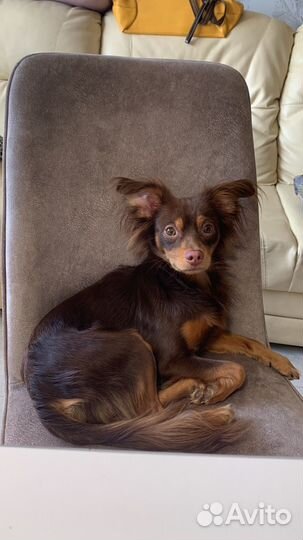 Русский той