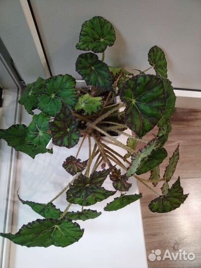 Бегония тигровая Бауэра