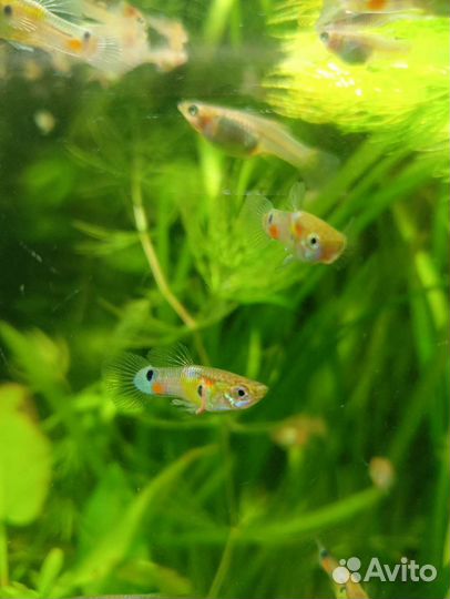 Гуппи Эндлера, улитка Покемон