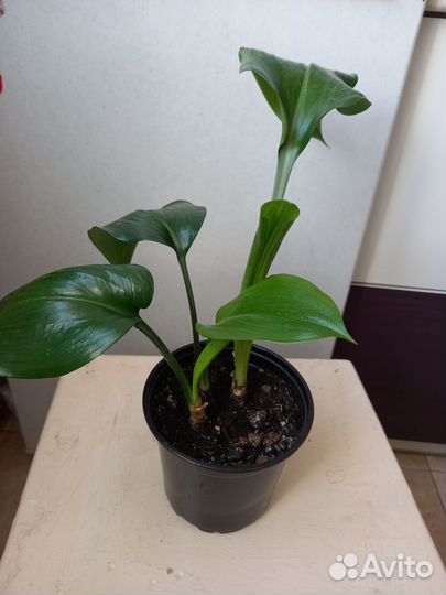 Эухарис амазонская лилия