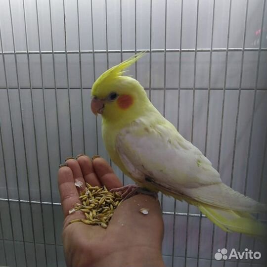 Попугайчики