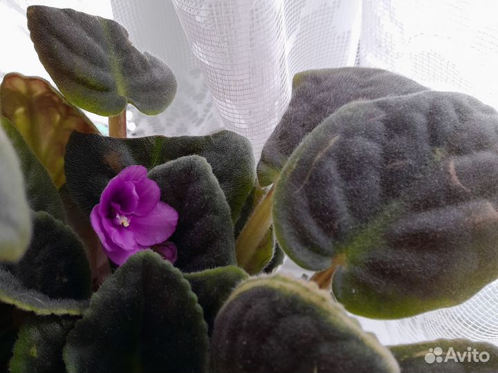 Домашние цветы