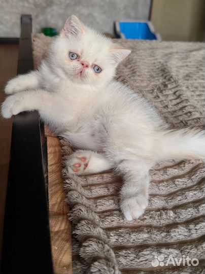 Котенок