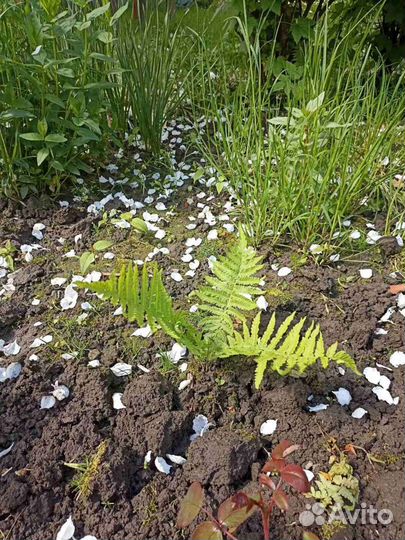 Папоротник